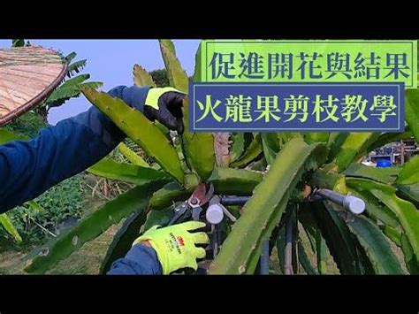 龍珠果種植|正確剪枝火龍果(龙珠果)，促進它開花結果 